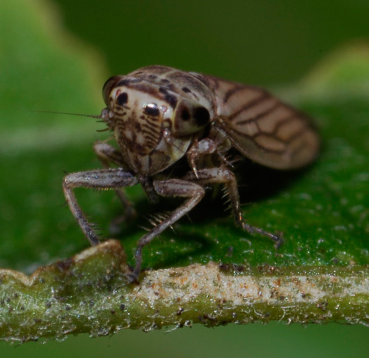 Fulgoridae (Hemiptera)